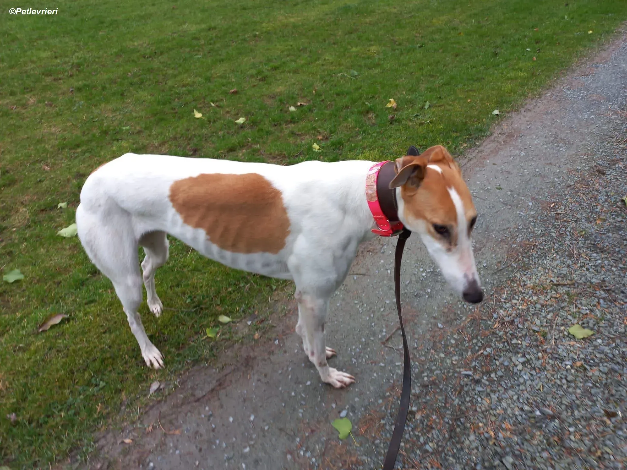 Friday adozione levrieri greyhound 2