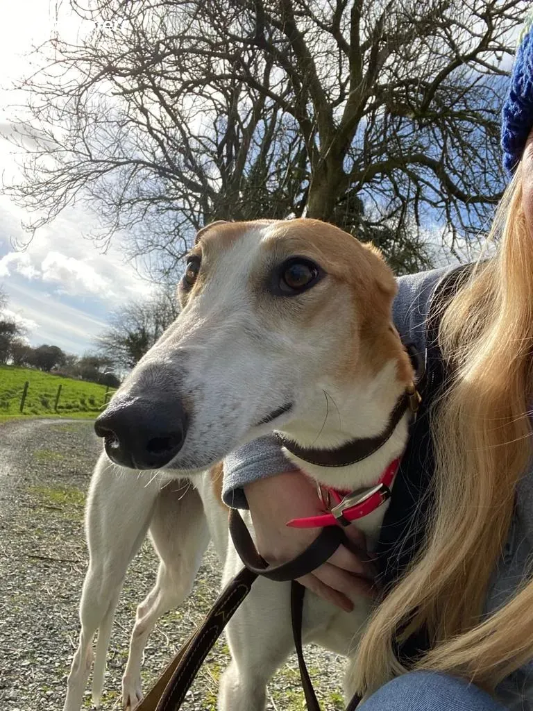 Friday adozione levrieri greyhound 20