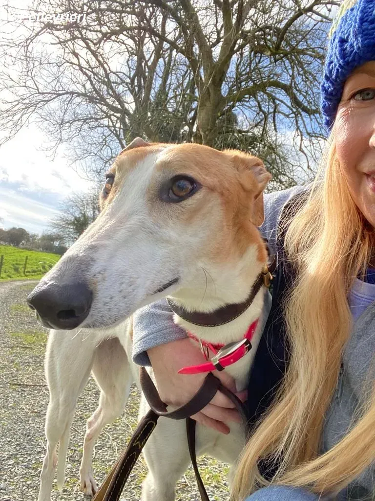 Friday adozione levrieri greyhound 21