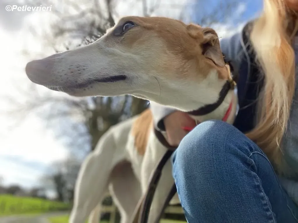 Friday adozione levrieri greyhound 22