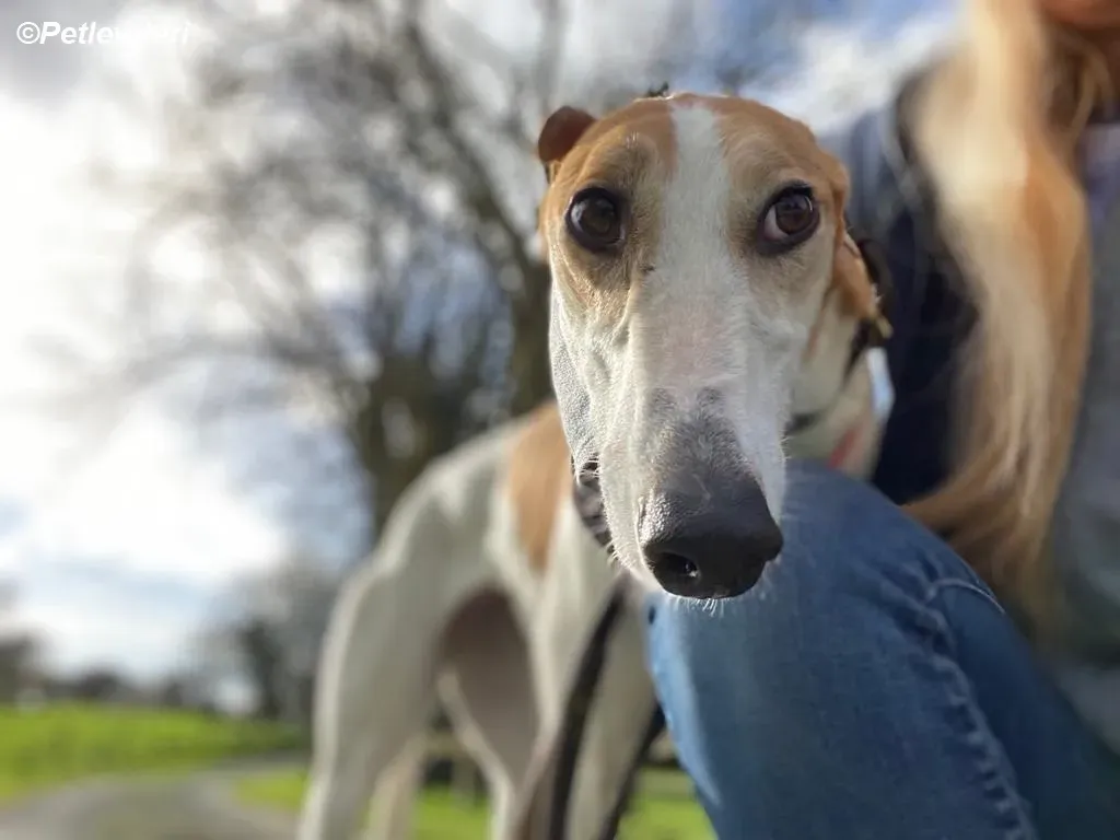 Friday adozione levrieri greyhound 23