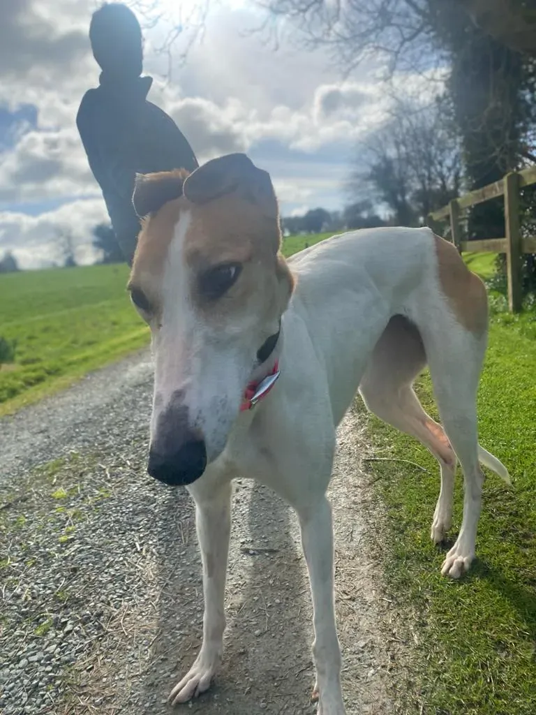 Friday adozione levrieri greyhound 24