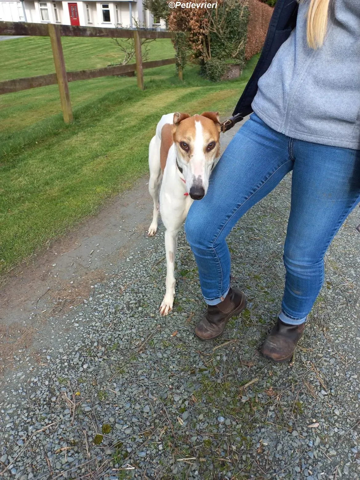 Friday adozione levrieri greyhound 3