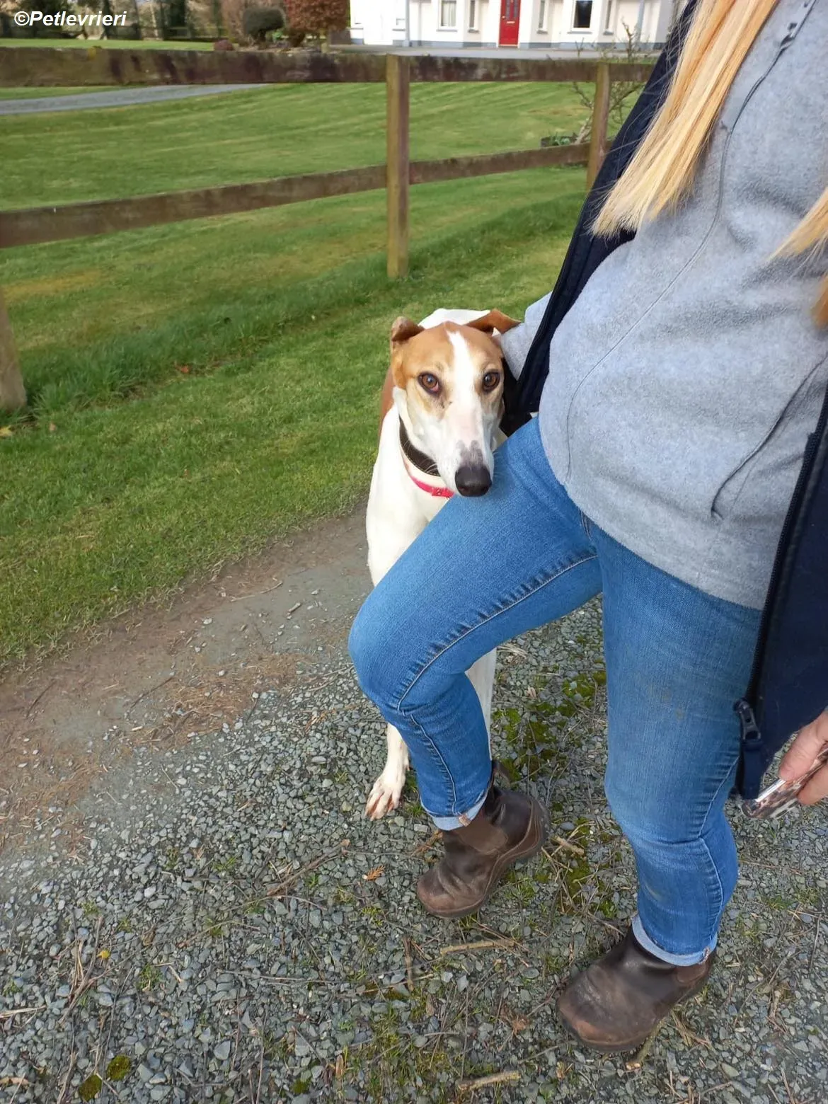 Friday adozione levrieri greyhound 4