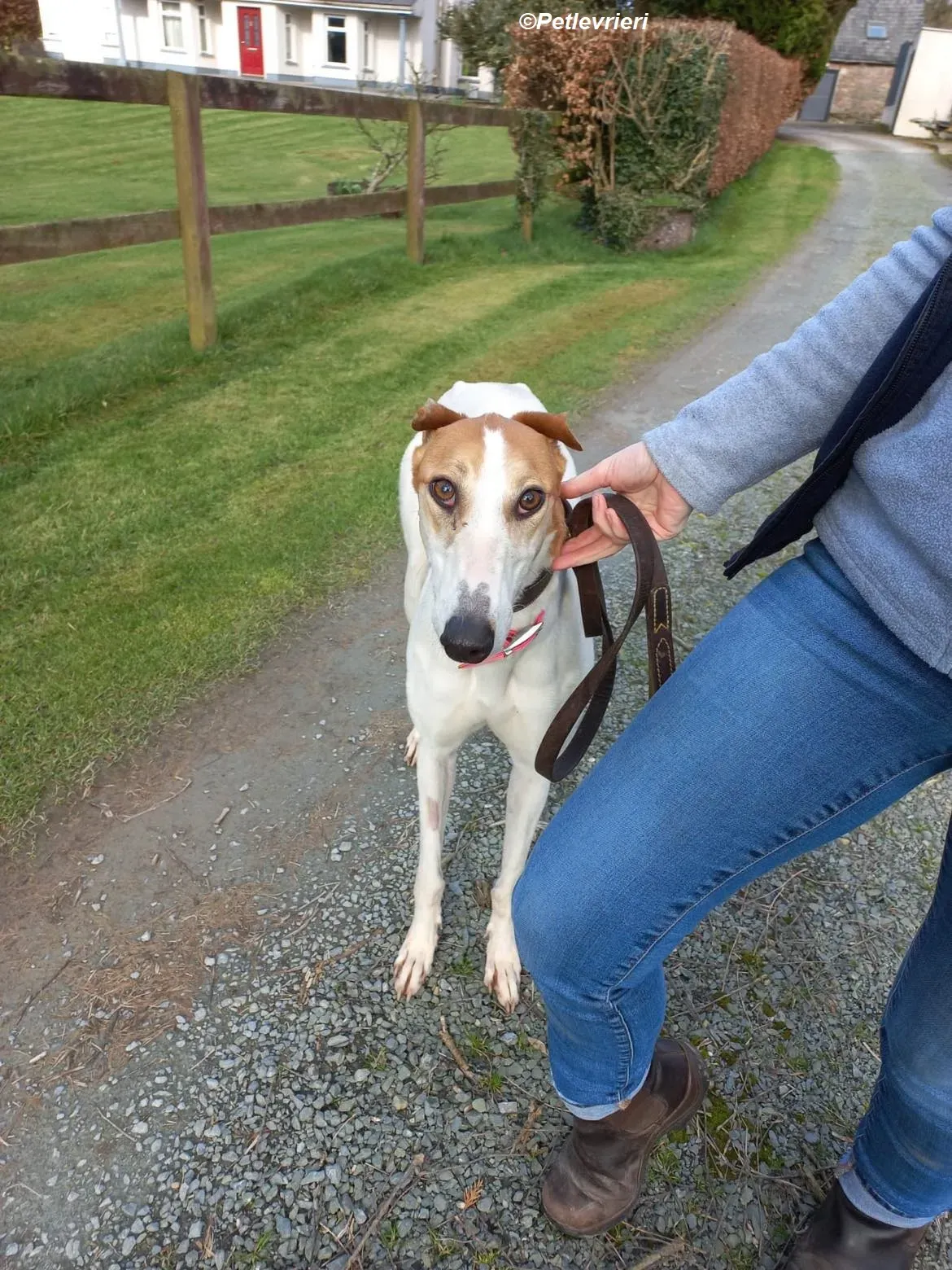 Friday adozione levrieri greyhound 5