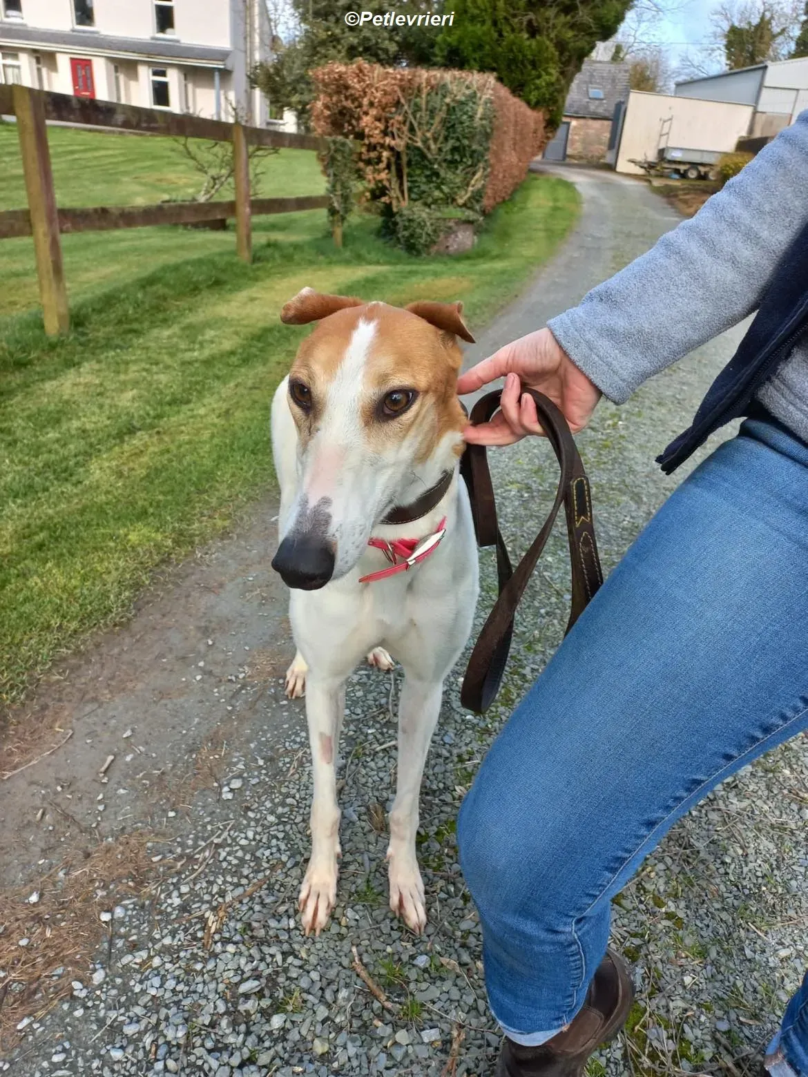 Friday adozione levrieri greyhound 6