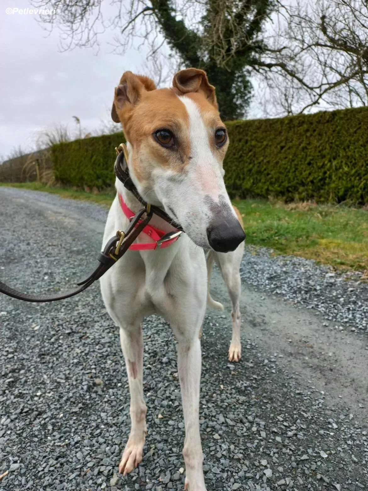 Friday adozione levrieri greyhound 7