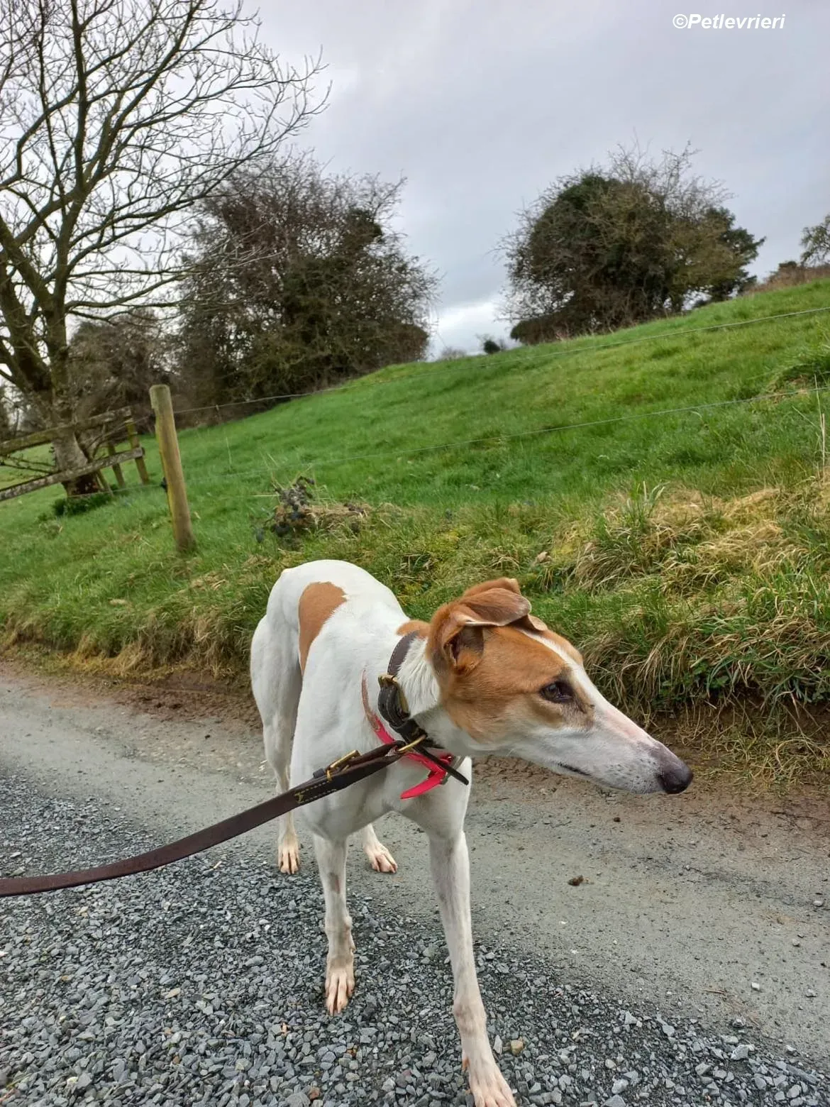 Friday adozione levrieri greyhound 8