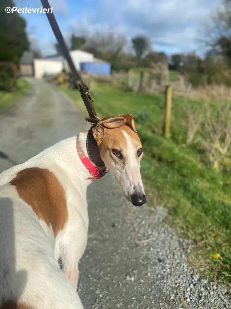 Friday adozione levrieri greyhound 9