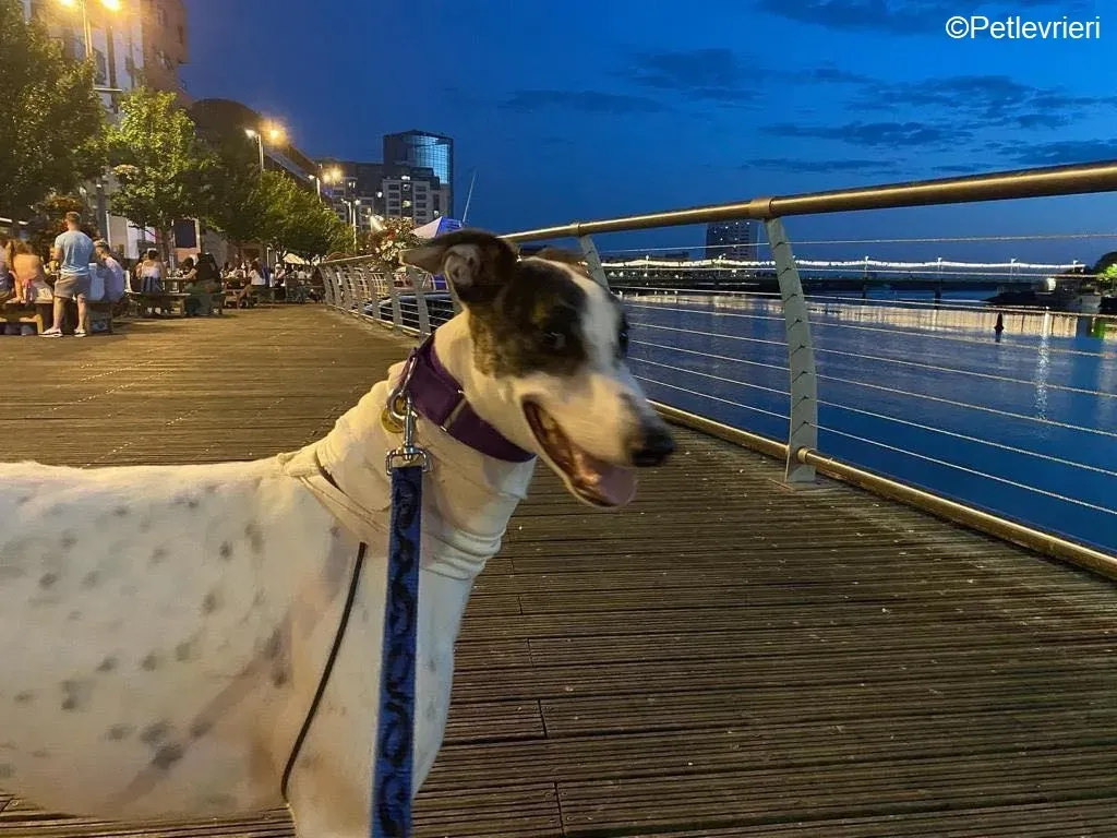 Frodo adozione levrieri greyhound 1 1