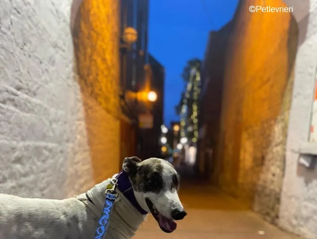 Frodo adozione levrieri greyhound 3 1