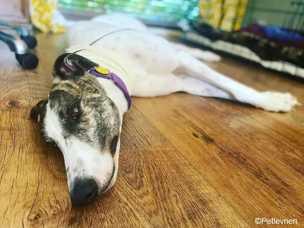 Frodo adozione levrieri greyhound 4 1