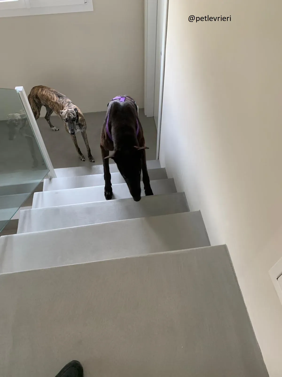 Frodo Greyhound Adozione levrieri Foster 1