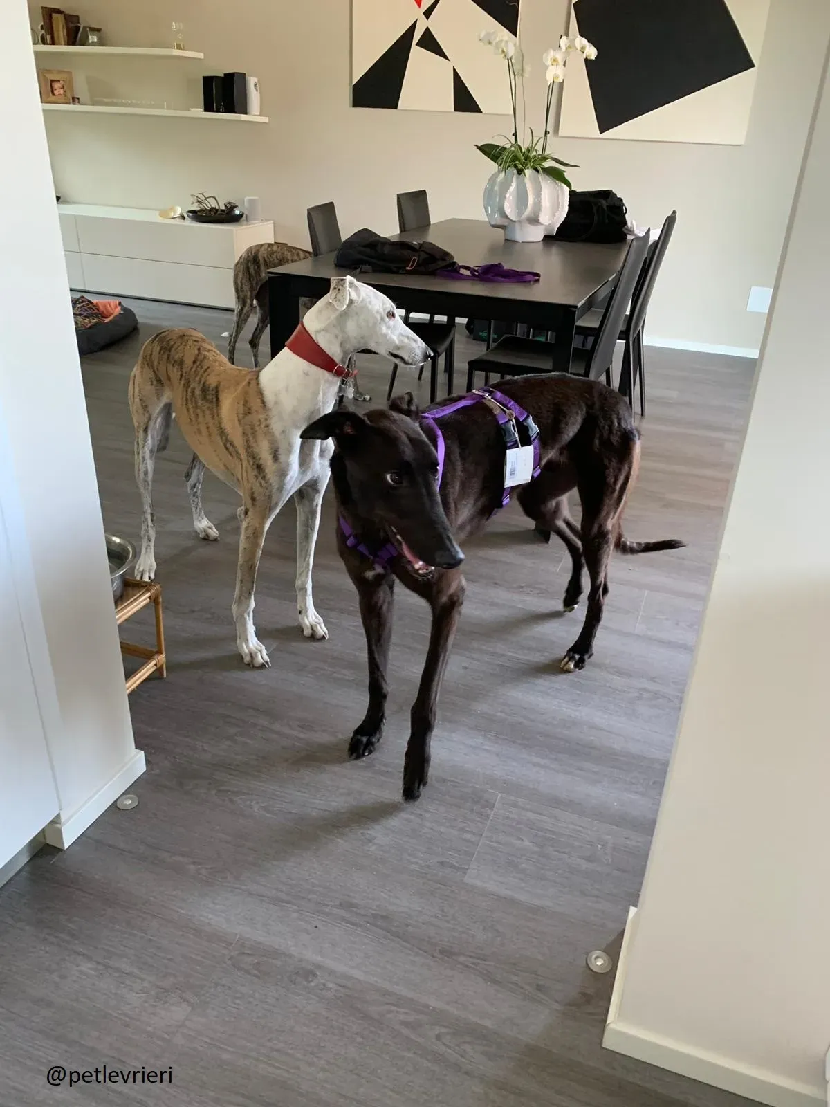 Frodo Greyhound Adozione levrieri Foster 2