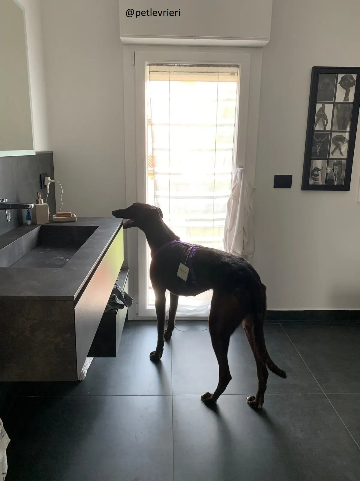 Frodo Greyhound Adozione levrieri Foster 3