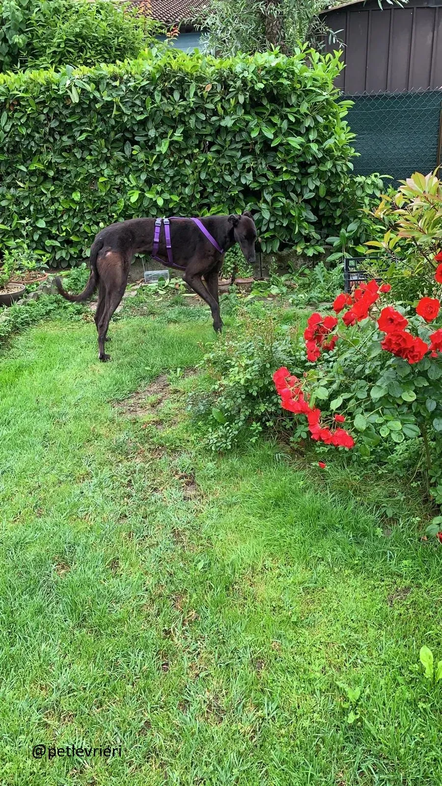 Frodo Greyhound Adozione levrieri Foster 4