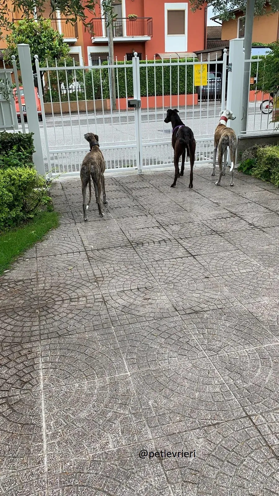 Frodo Greyhound Adozione levrieri Foster 5