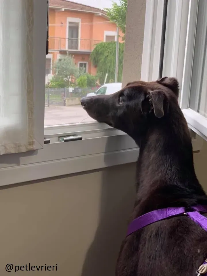 Frodo Greyhound Adozione levrieri Foster 6
