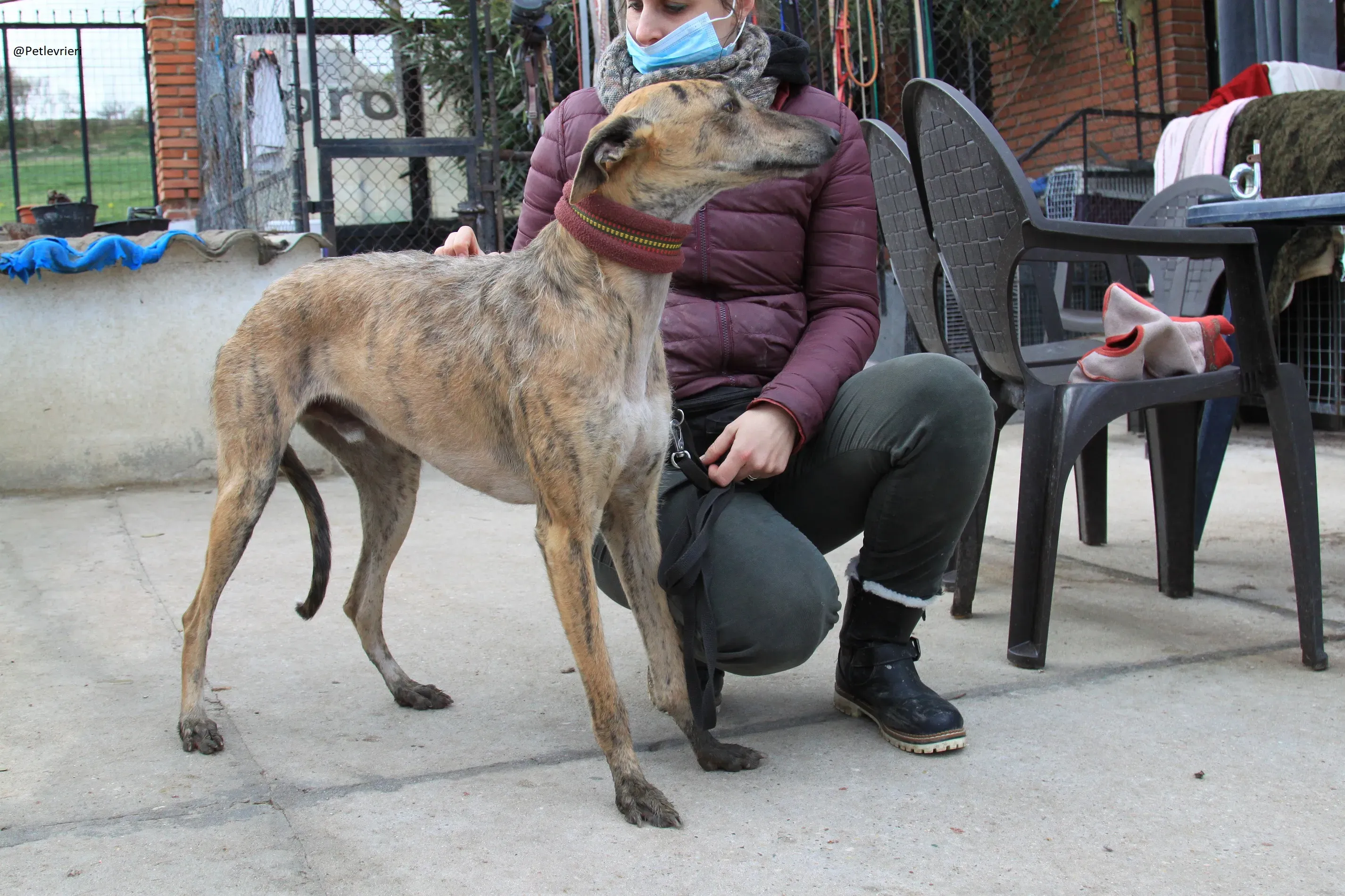 Fuego Galgo Maschio Adozione Levrieri 1