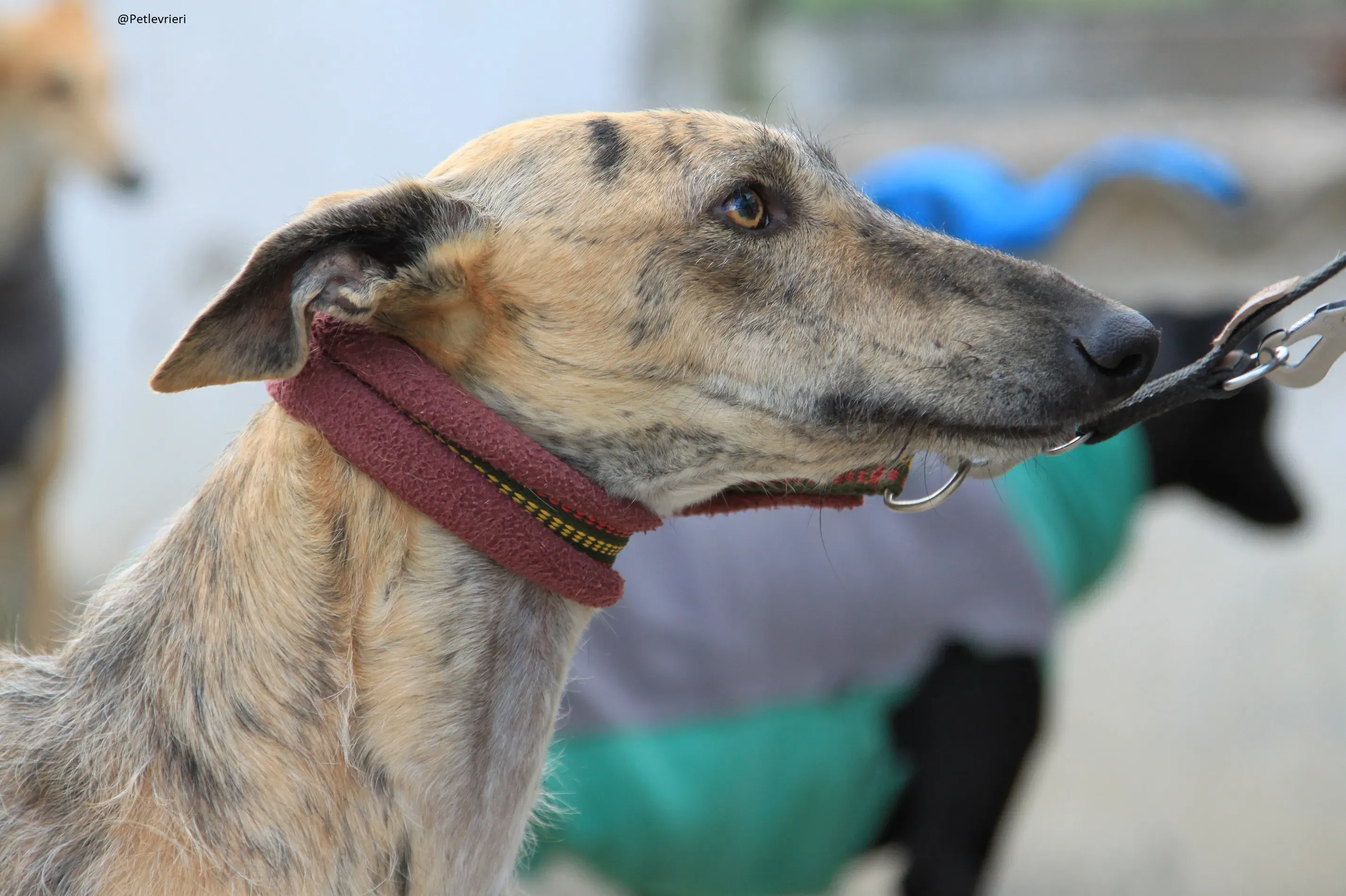 Fuego Galgo Maschio Adozione Levrieri 10