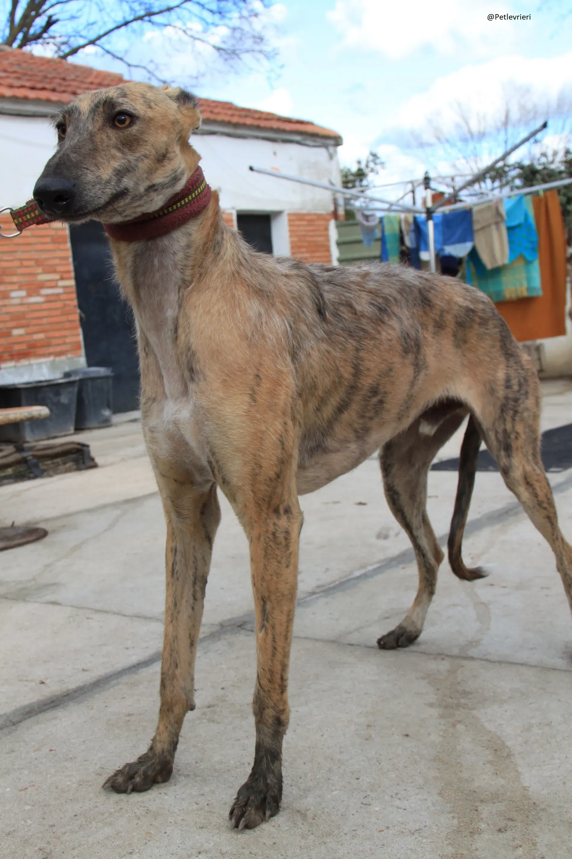 Fuego Galgo Maschio Adozione Levrieri 11