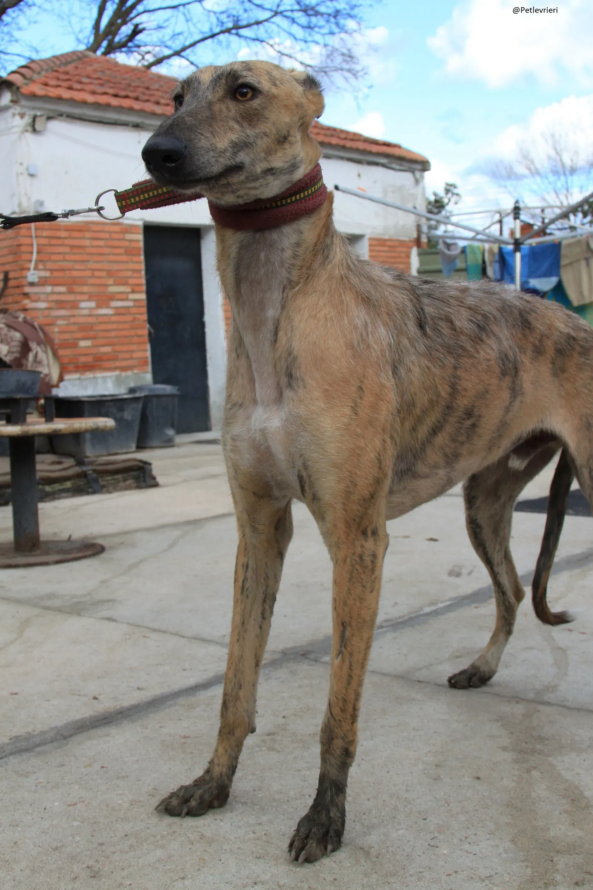 Fuego Galgo Maschio Adozione Levrieri 12