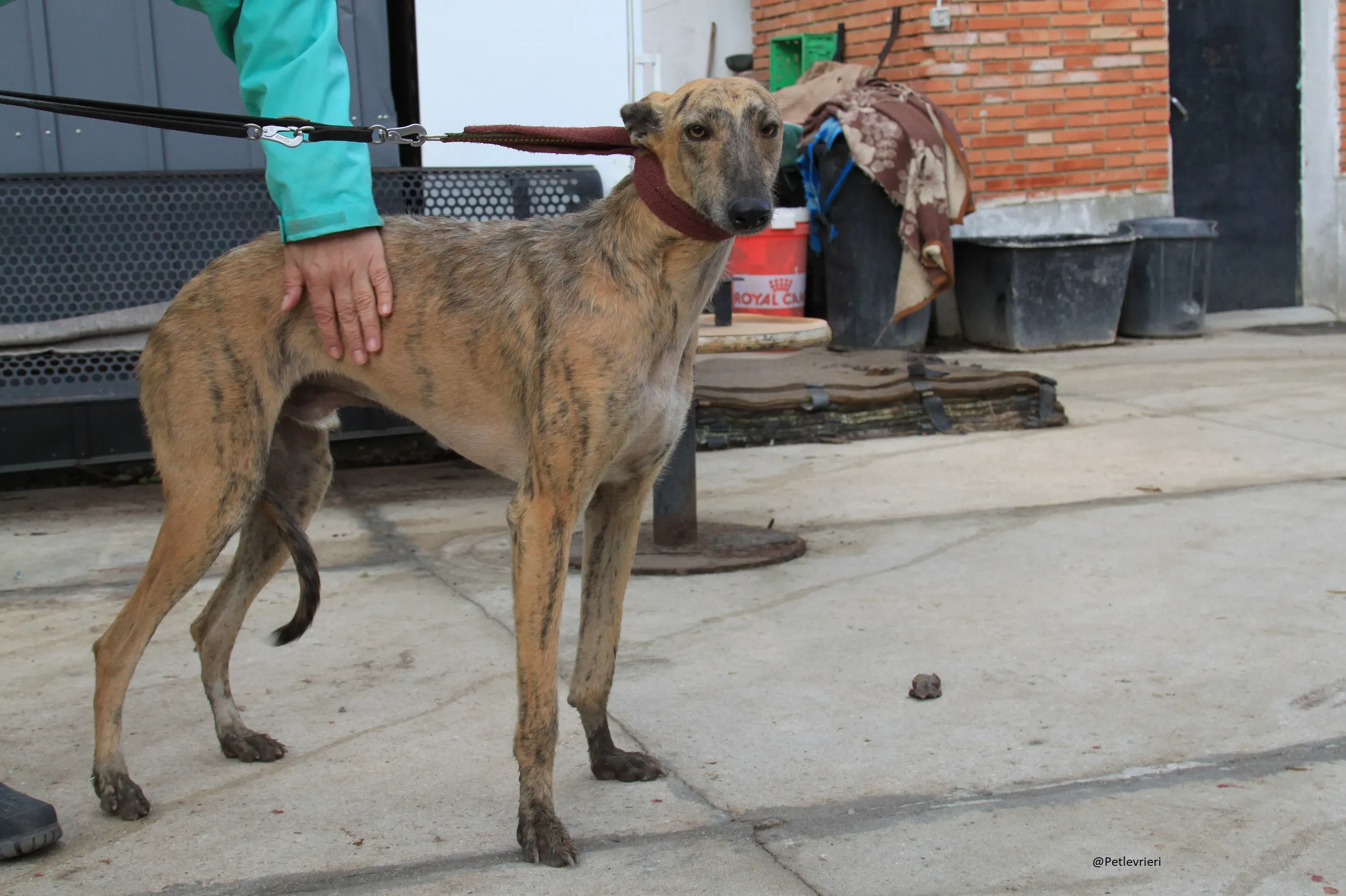 Fuego Galgo Maschio Adozione Levrieri 13