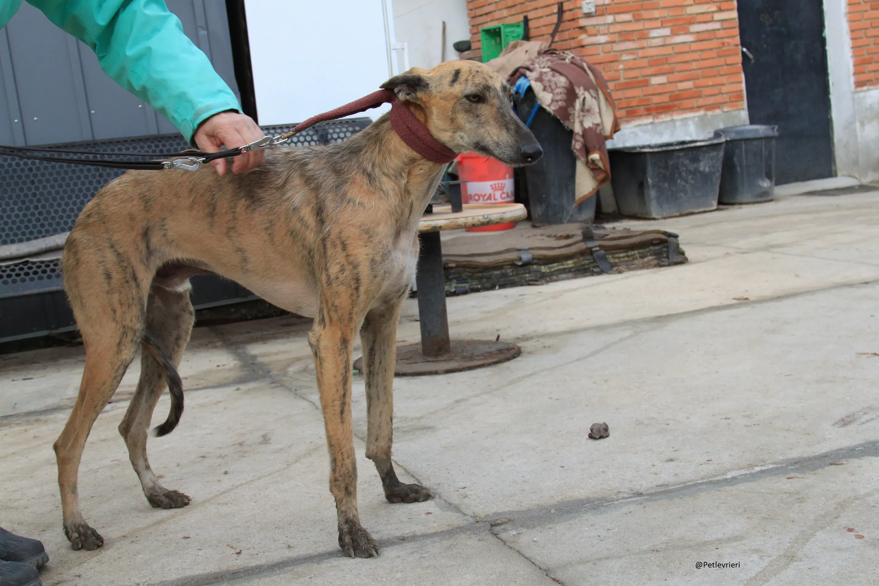 Fuego Galgo Maschio Adozione Levrieri 14