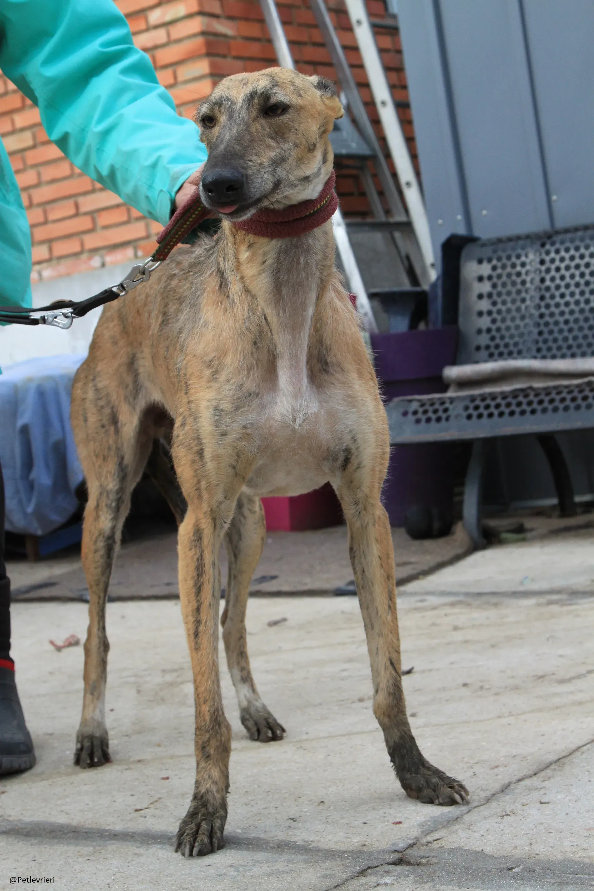 Fuego Galgo Maschio Adozione Levrieri 16