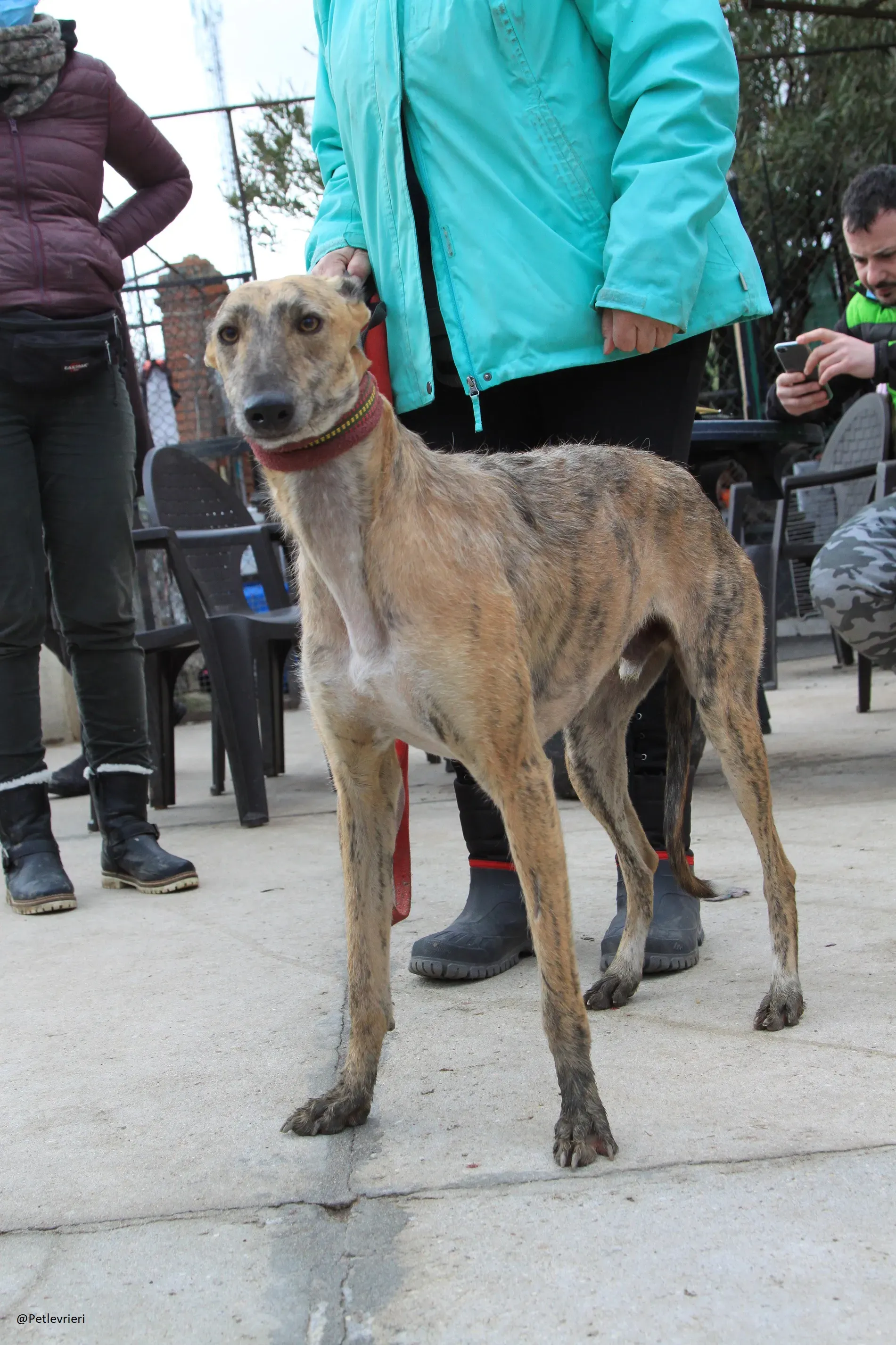 Fuego Galgo Maschio Adozione Levrieri 17
