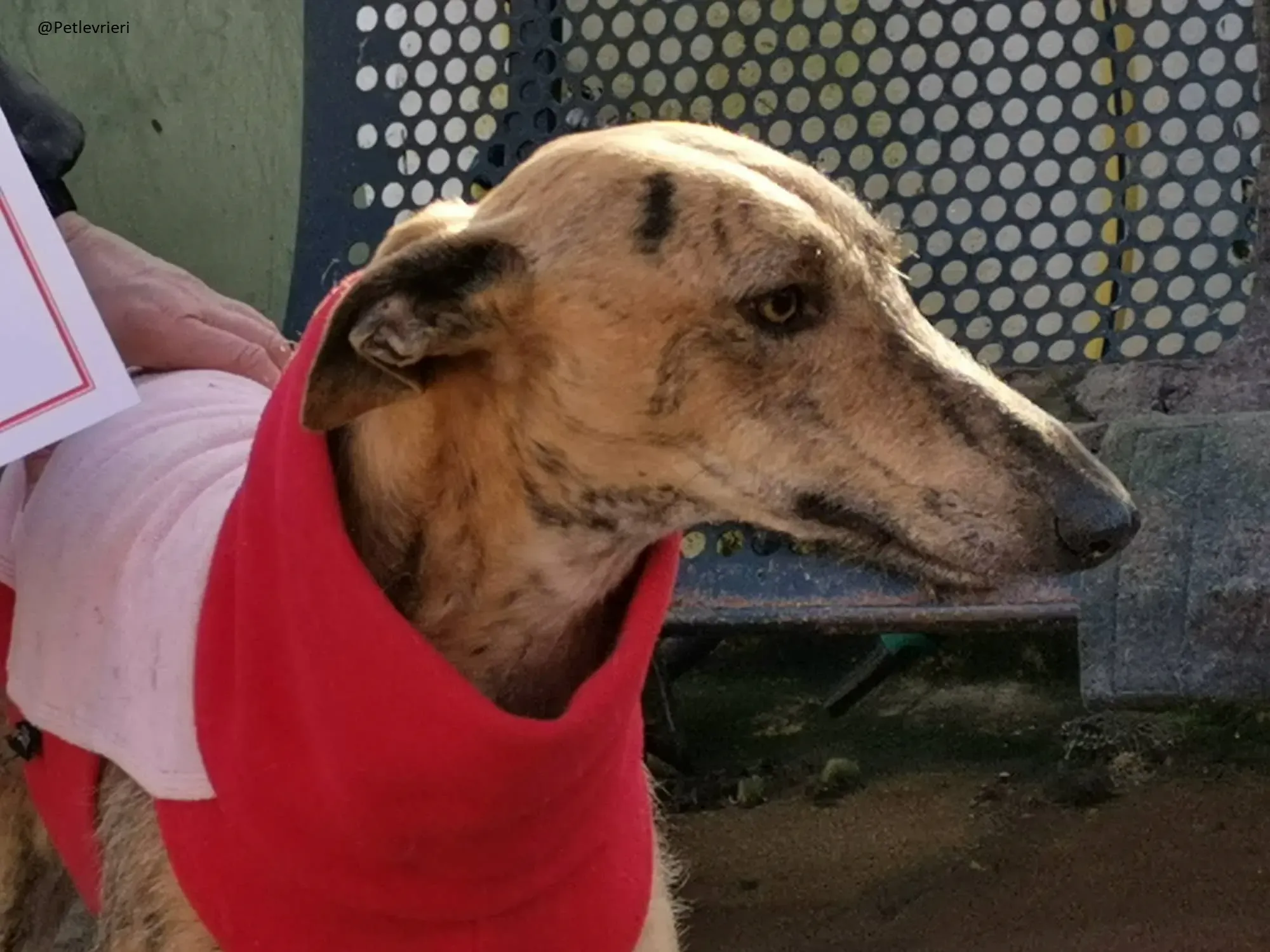 Fuego Galgo Maschio Adozione Levrieri 18