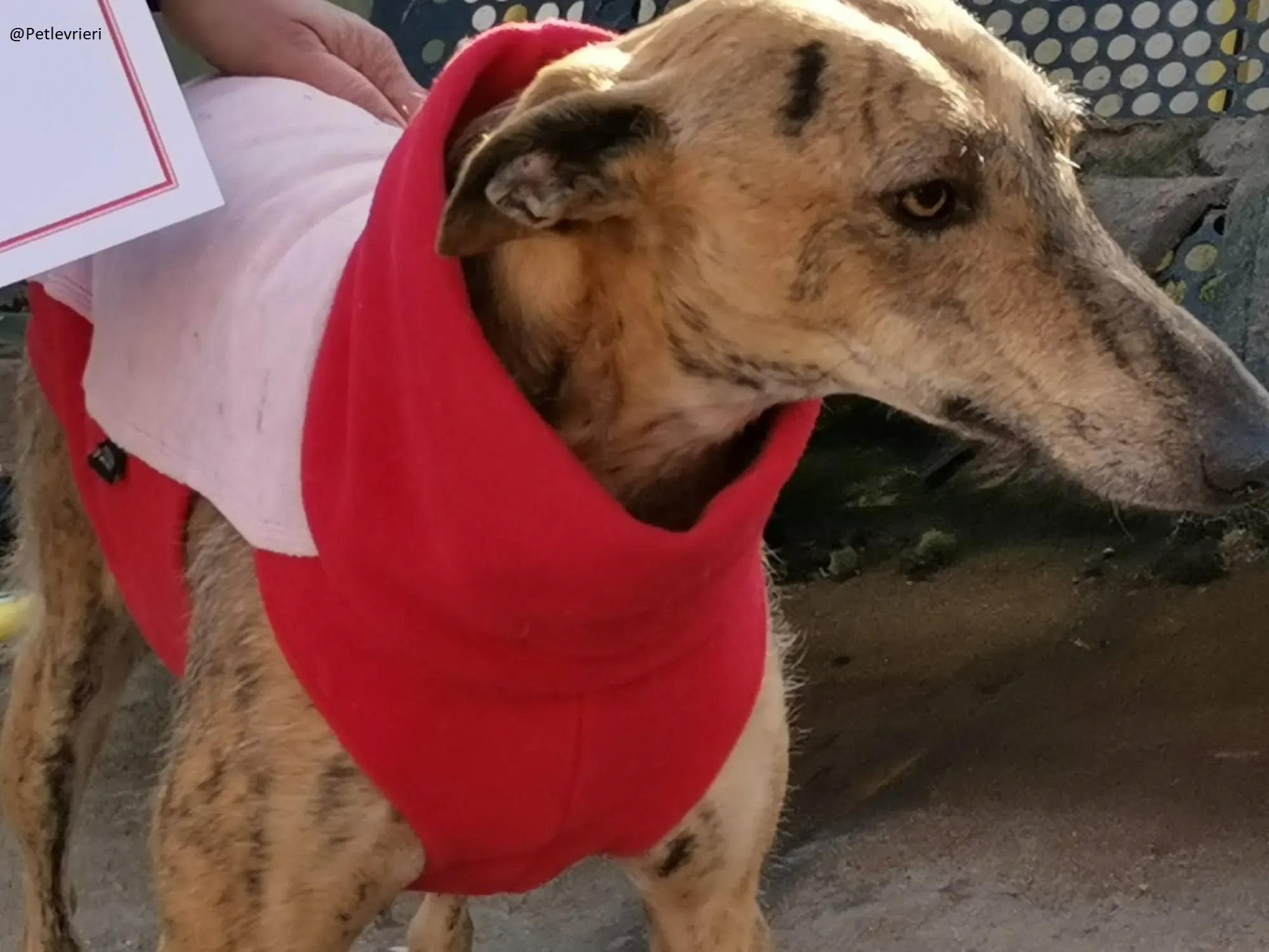 Fuego Galgo Maschio Adozione Levrieri 19