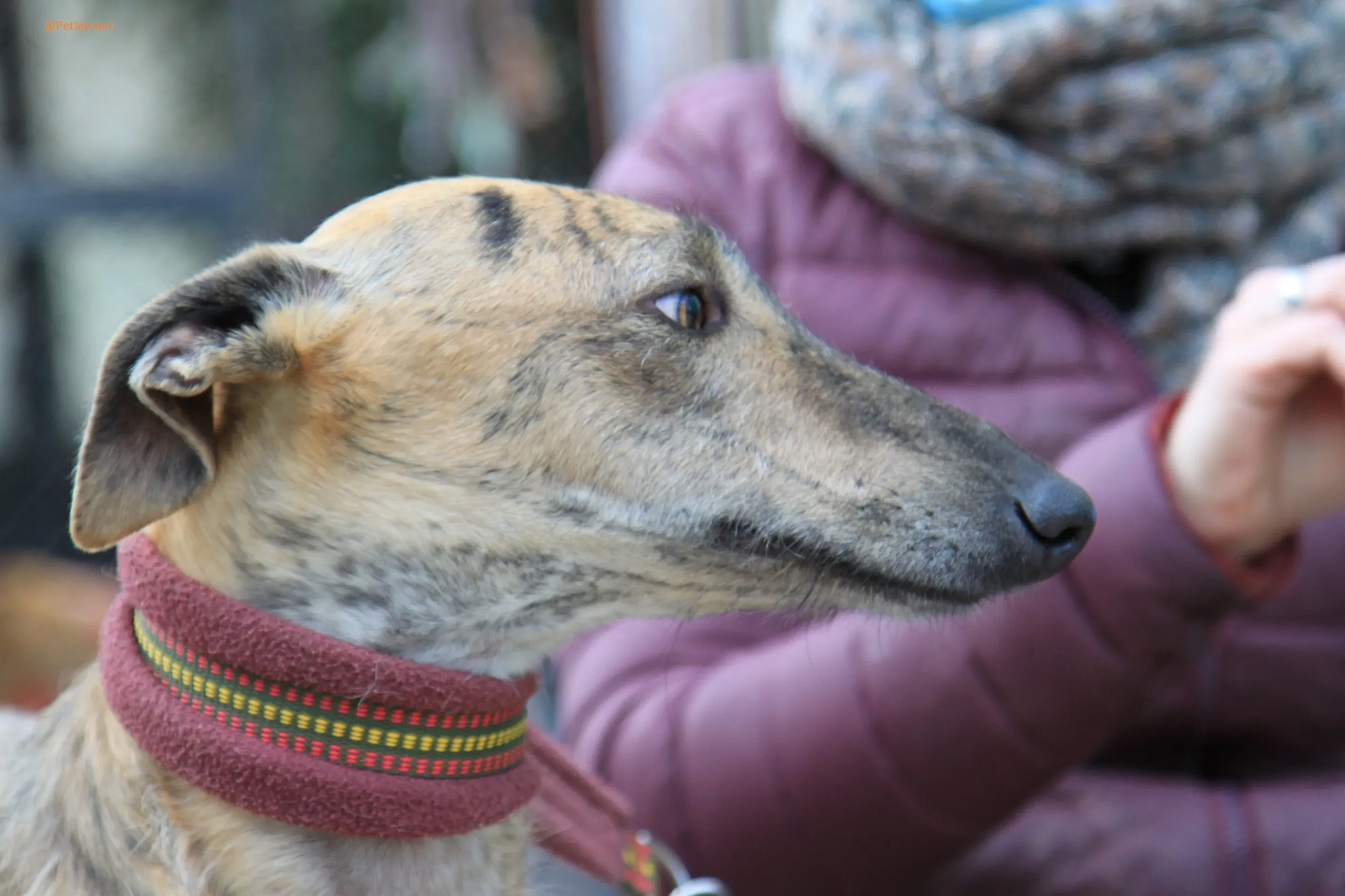 Fuego Galgo Maschio Adozione Levrieri 2