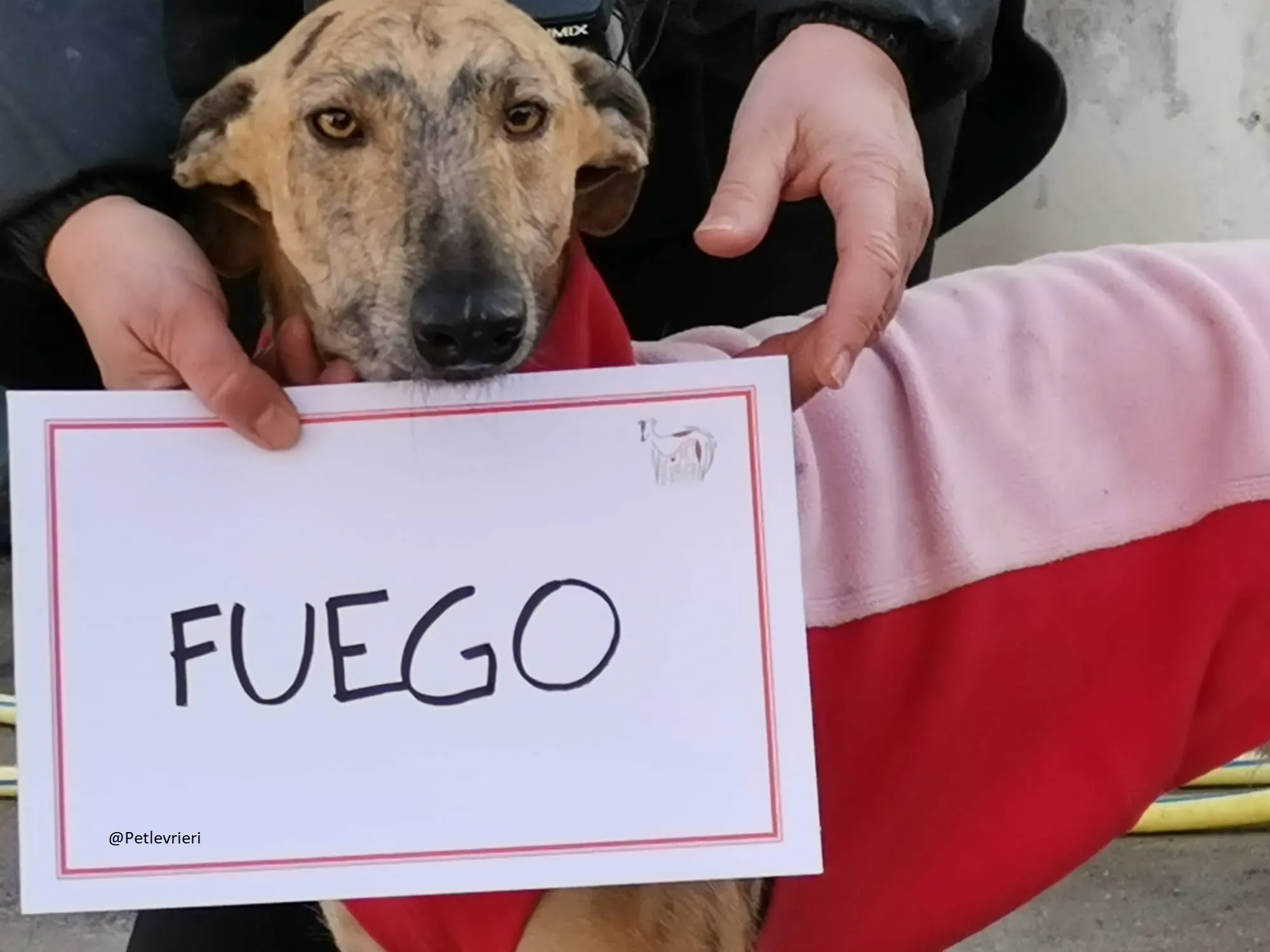 Fuego Galgo Maschio Adozione Levrieri 20