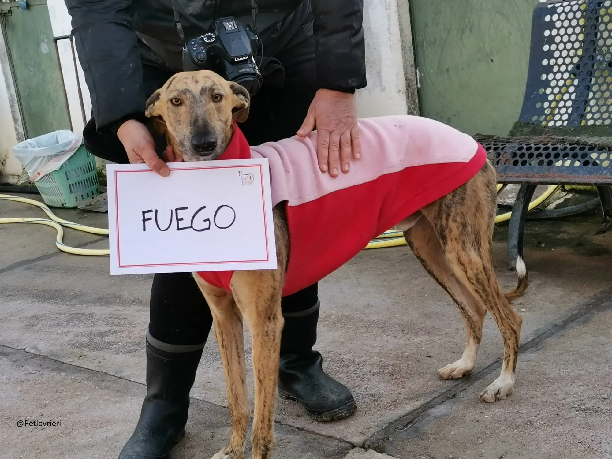 Fuego Galgo Maschio Adozione Levrieri 22
