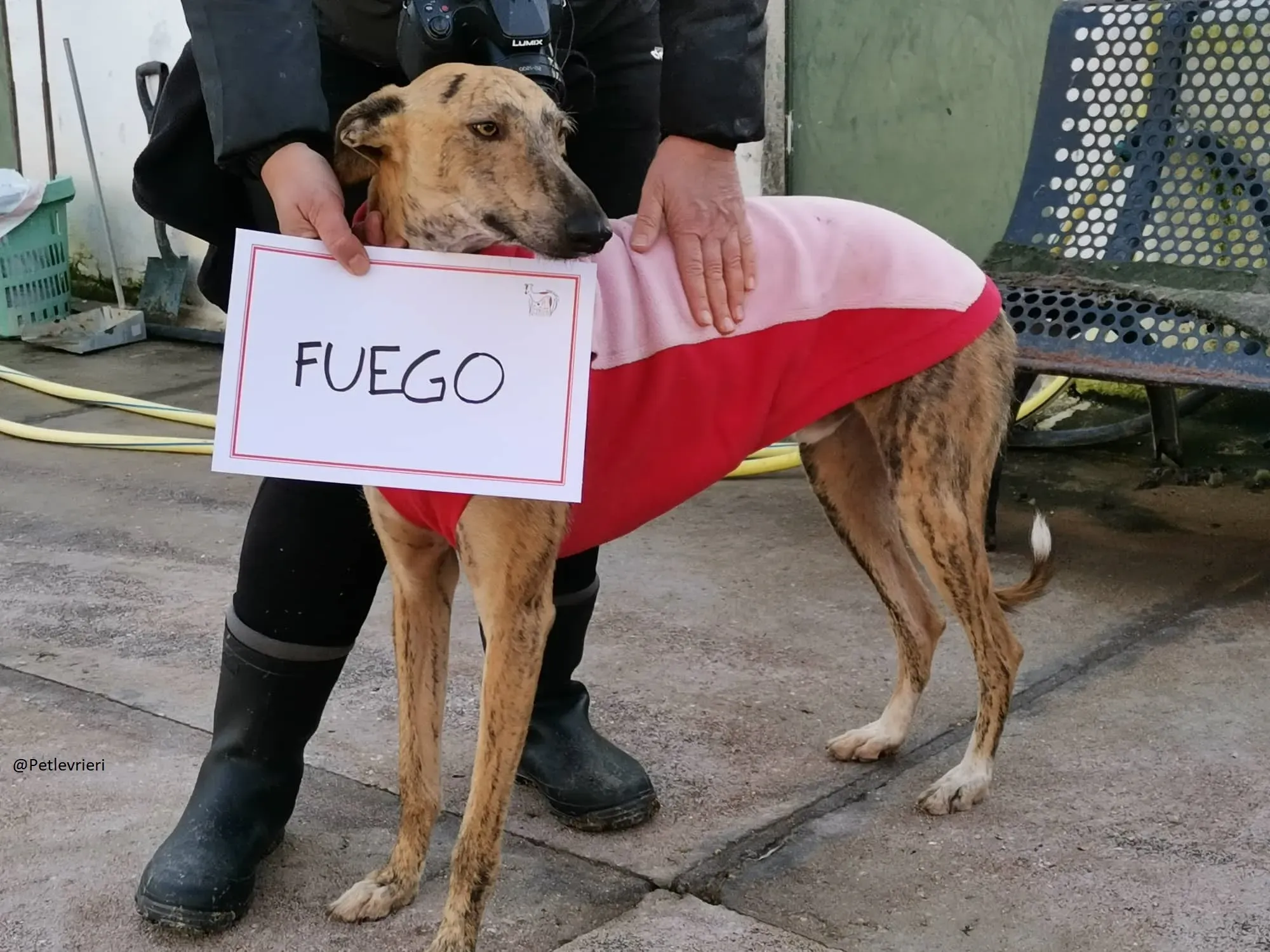 Fuego Galgo Maschio Adozione Levrieri 23