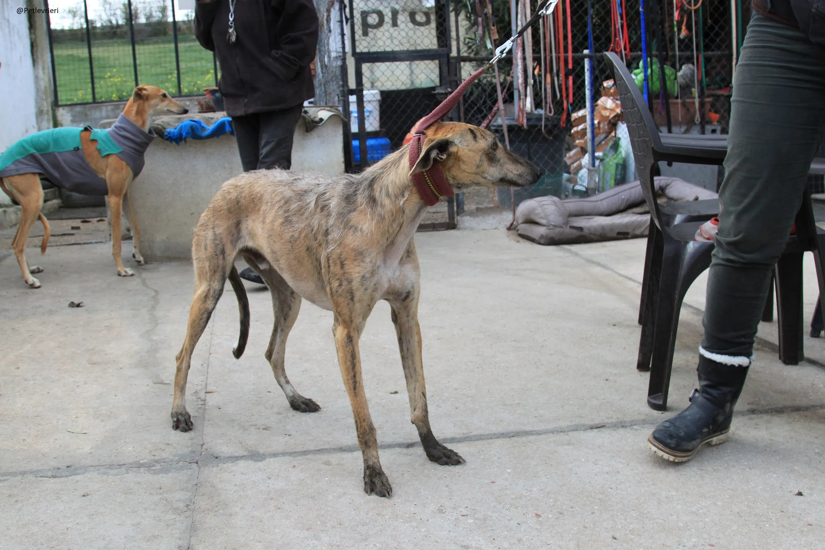 Fuego Galgo Maschio Adozione Levrieri 24