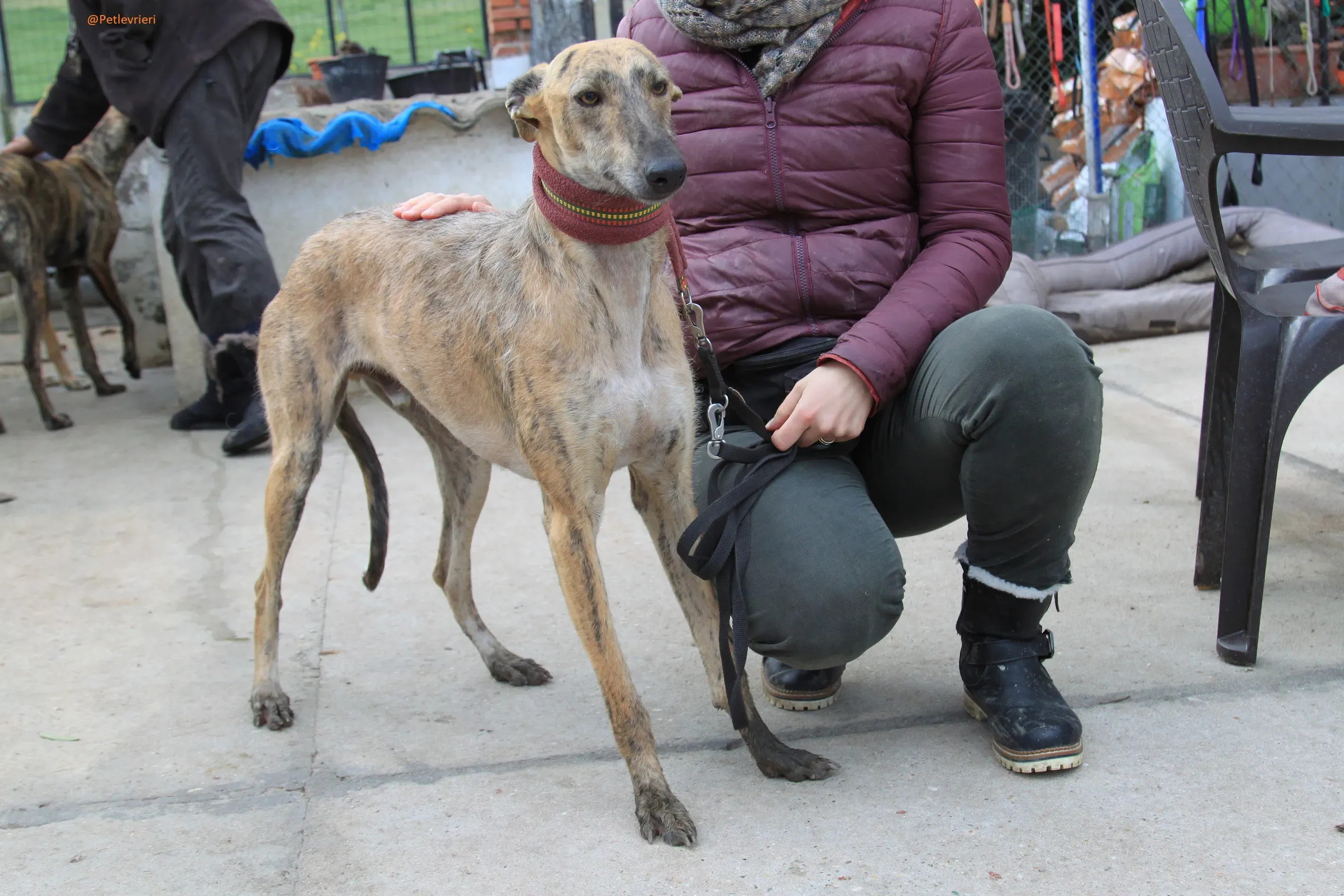 Fuego Galgo Maschio Adozione Levrieri 25