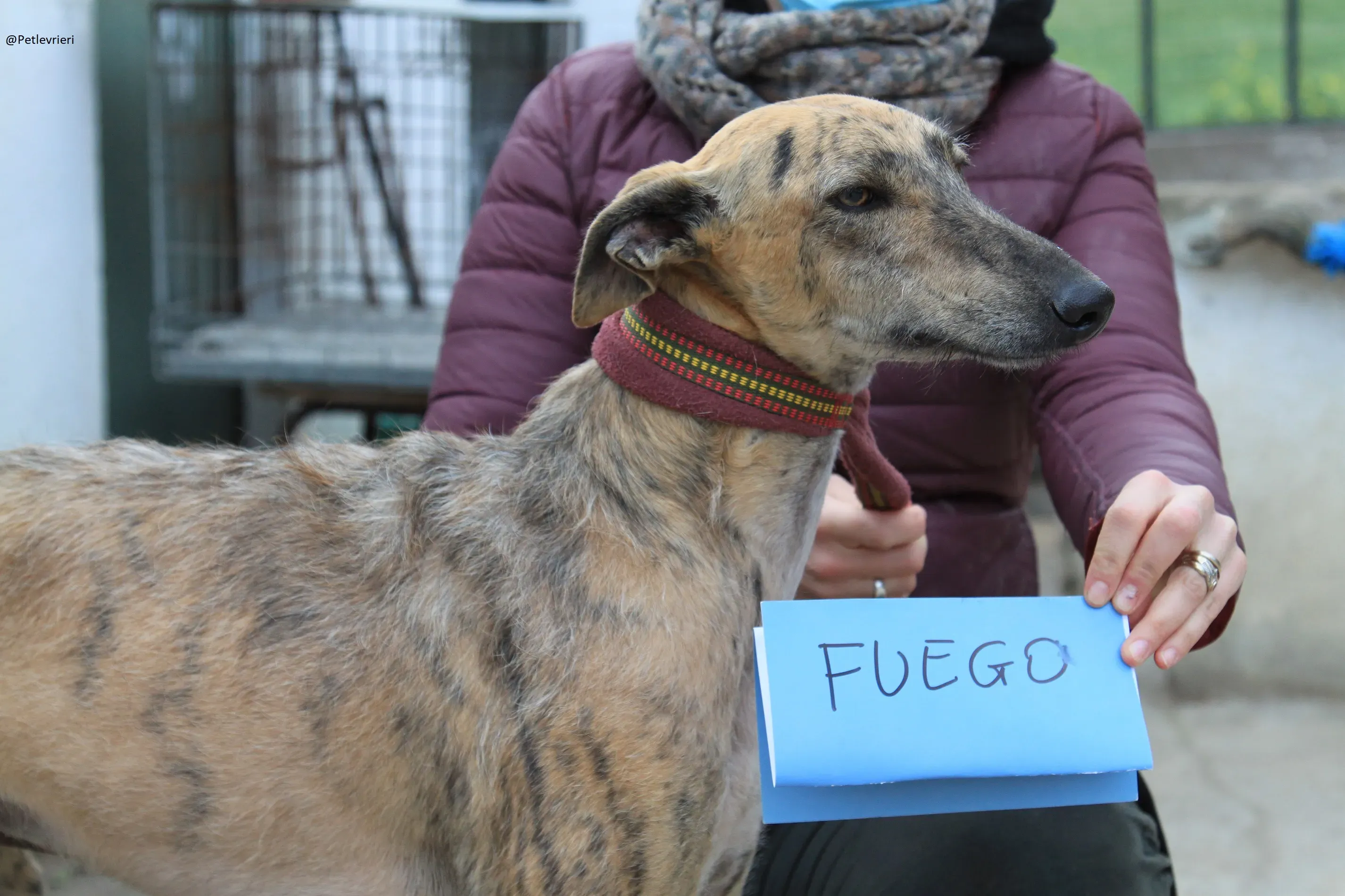 Fuego Galgo Maschio Adozione Levrieri 3