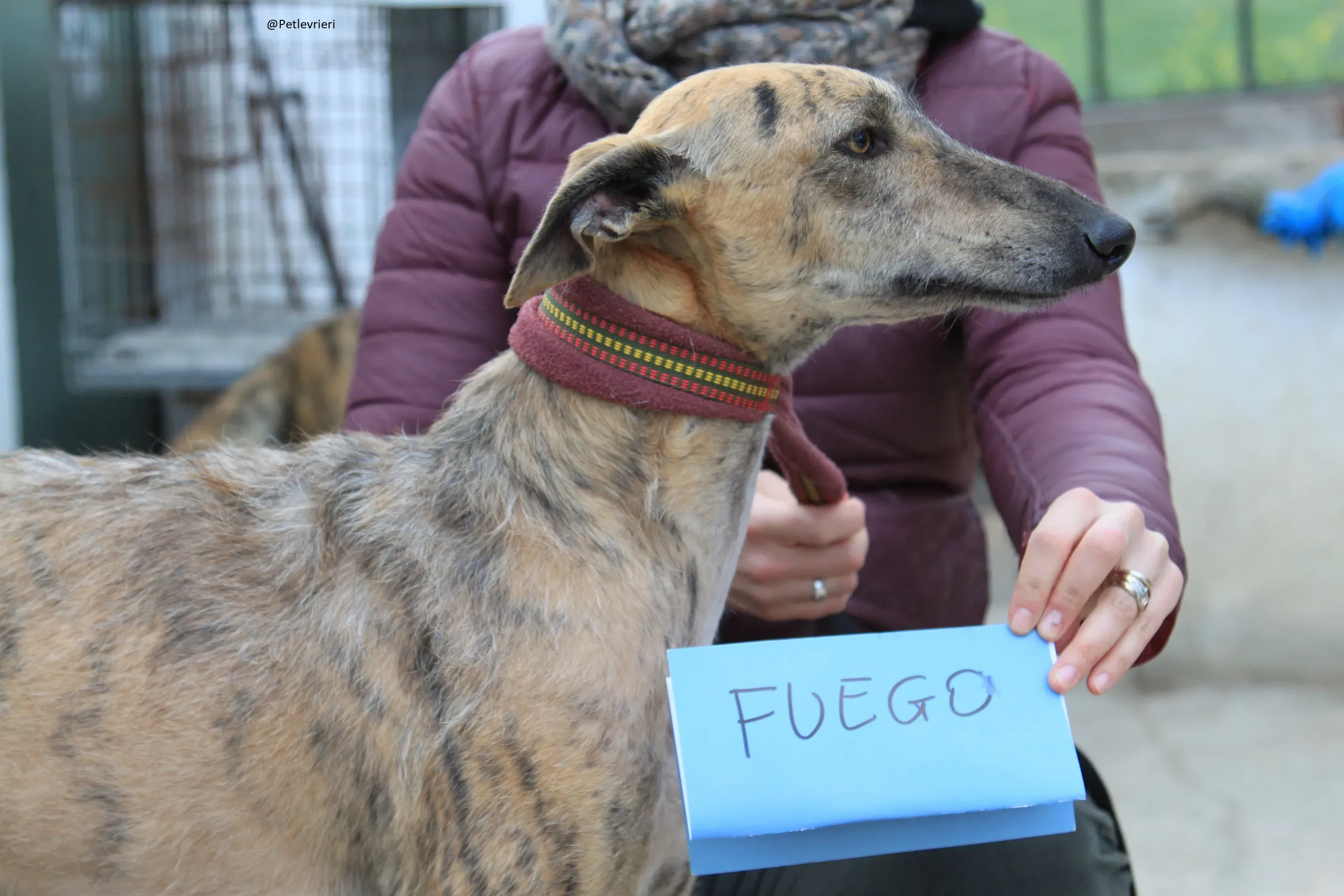 Fuego Galgo Maschio Adozione Levrieri 4