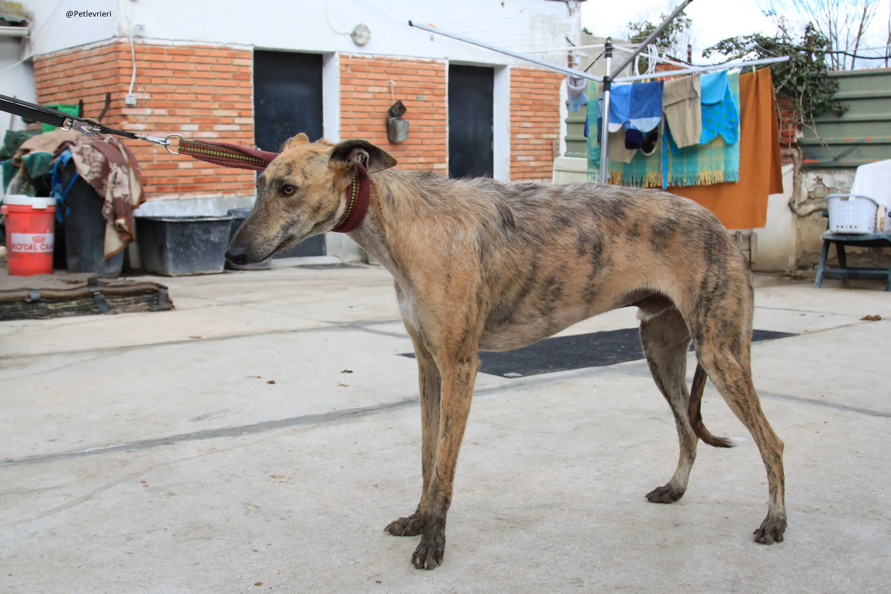 Fuego Galgo Maschio Adozione Levrieri 5