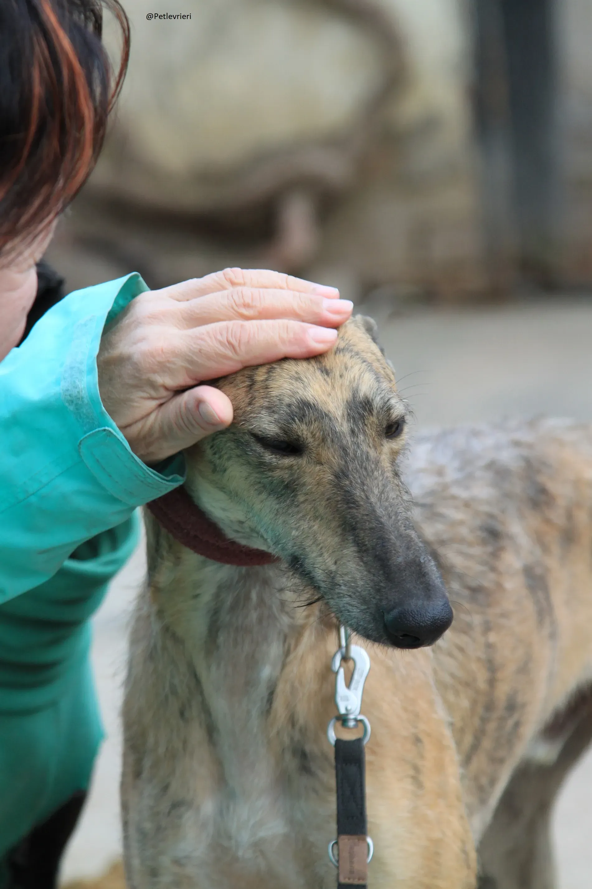 Fuego Galgo Maschio Adozione Levrieri 6