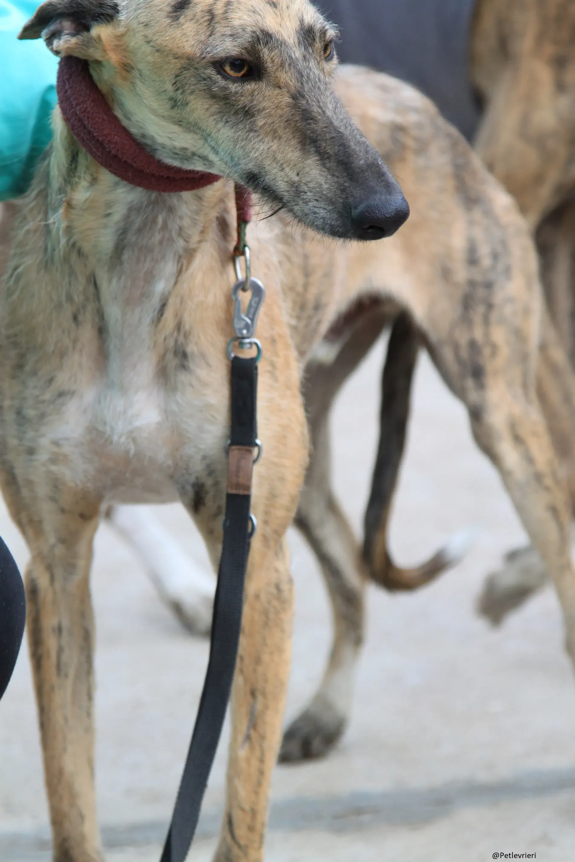 Fuego Galgo Maschio Adozione Levrieri 7