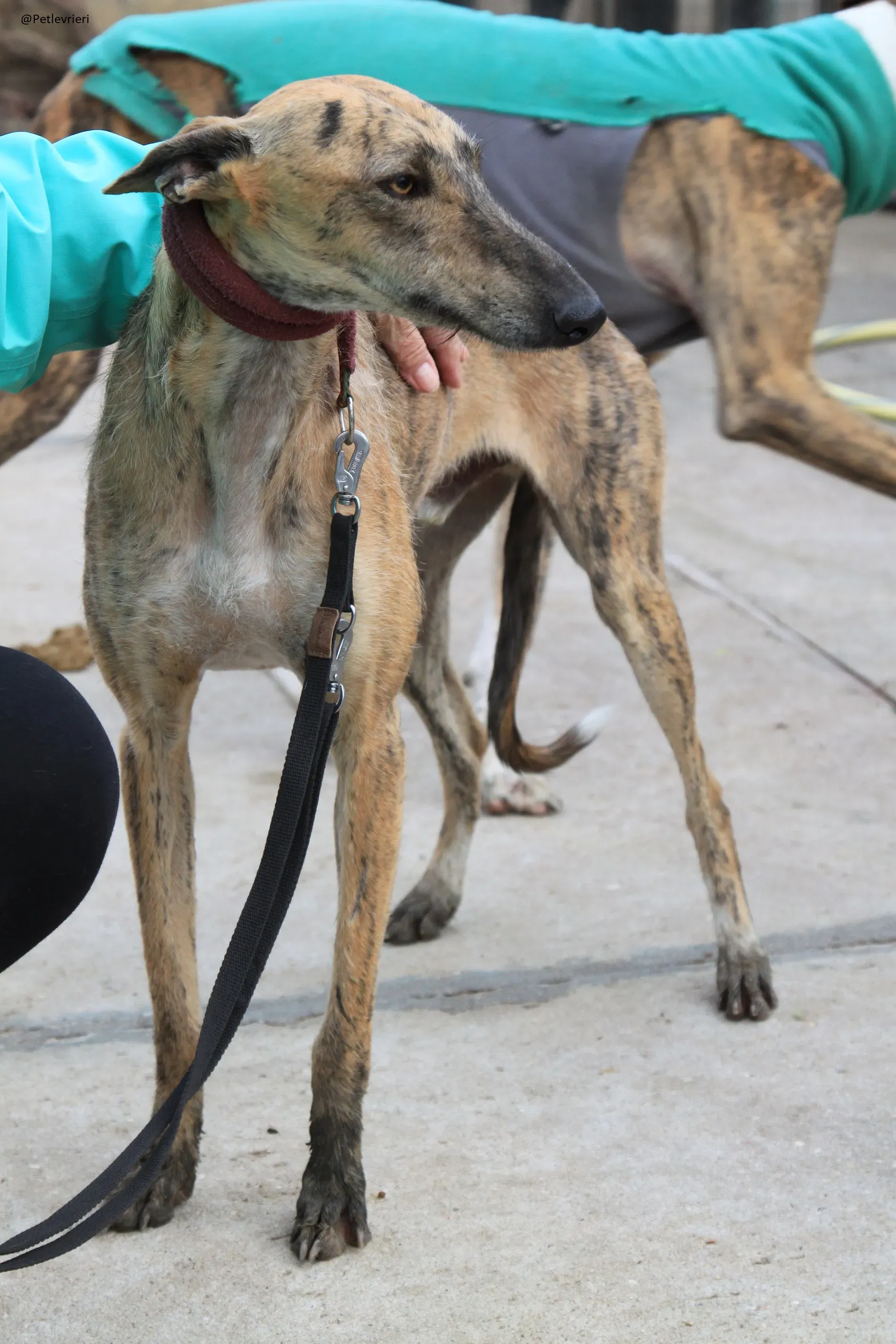 Fuego Galgo Maschio Adozione Levrieri 8