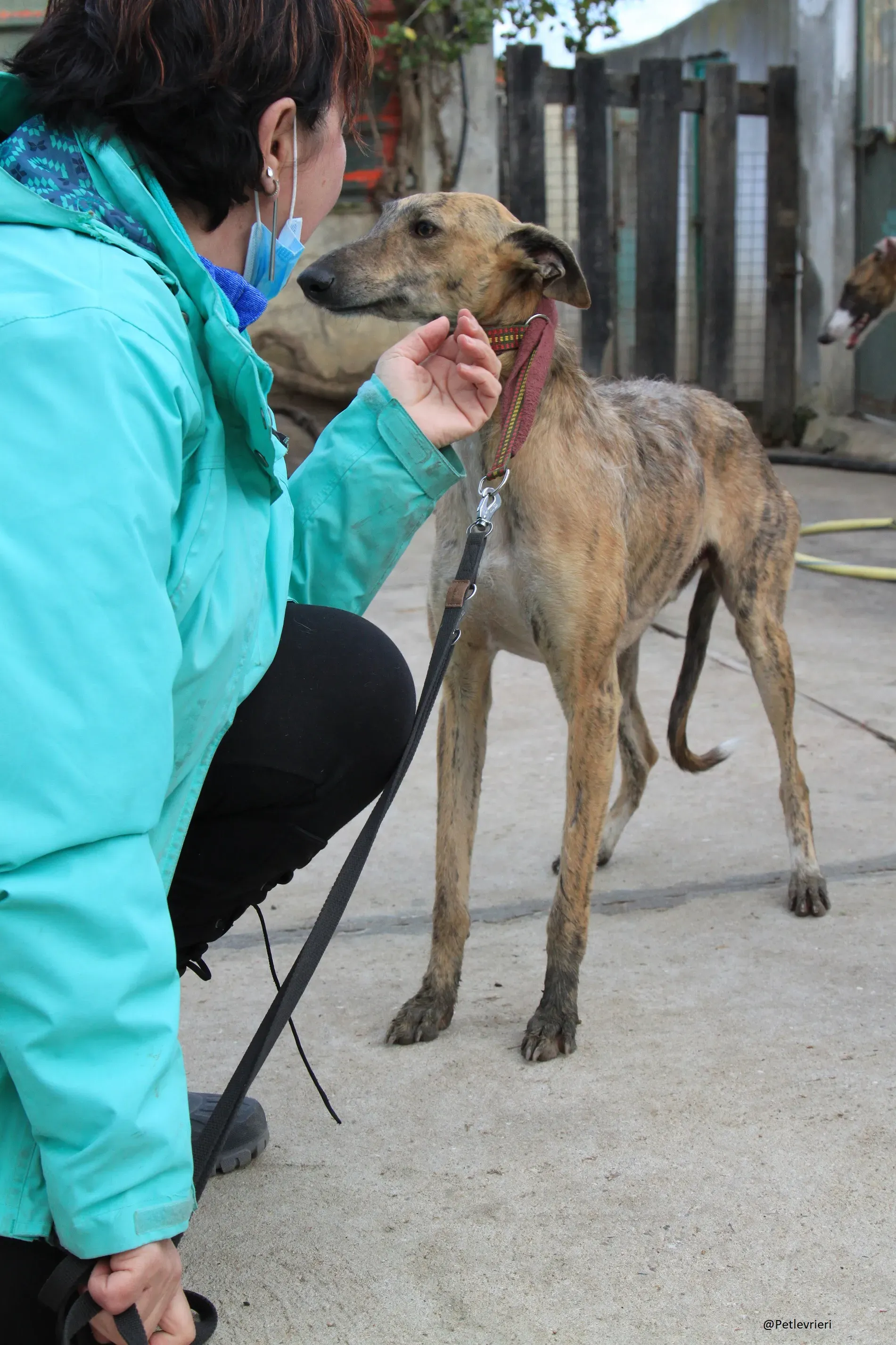 Fuego Galgo Maschio Adozione Levrieri 9