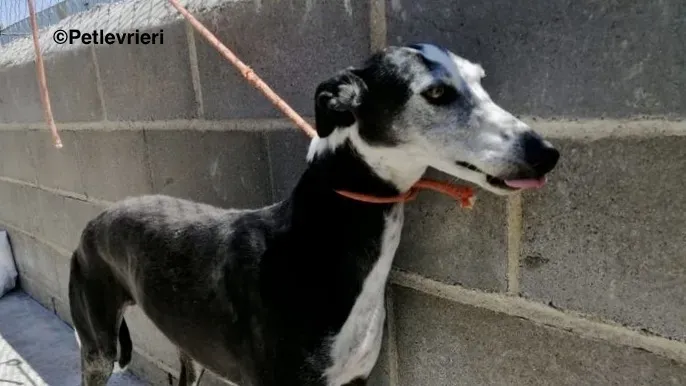 Fuen De Fuensaldana adozione levrieri galgo 1 2