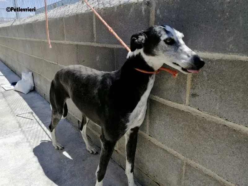 Fuen De Fuensaldana adozione levrieri galgo 1