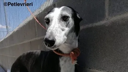 Fuen De Fuensaldana adozione levrieri galgo 2 2