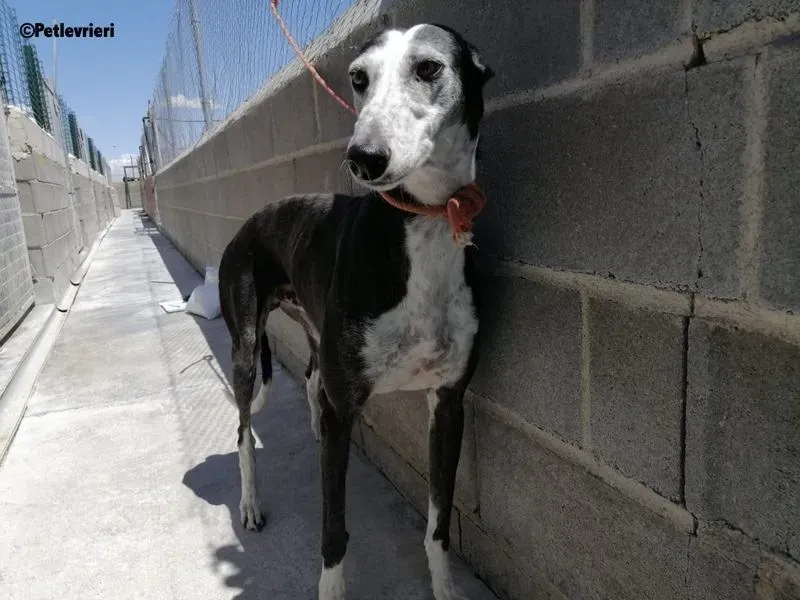 Fuen De Fuensaldana adozione levrieri galgo 2