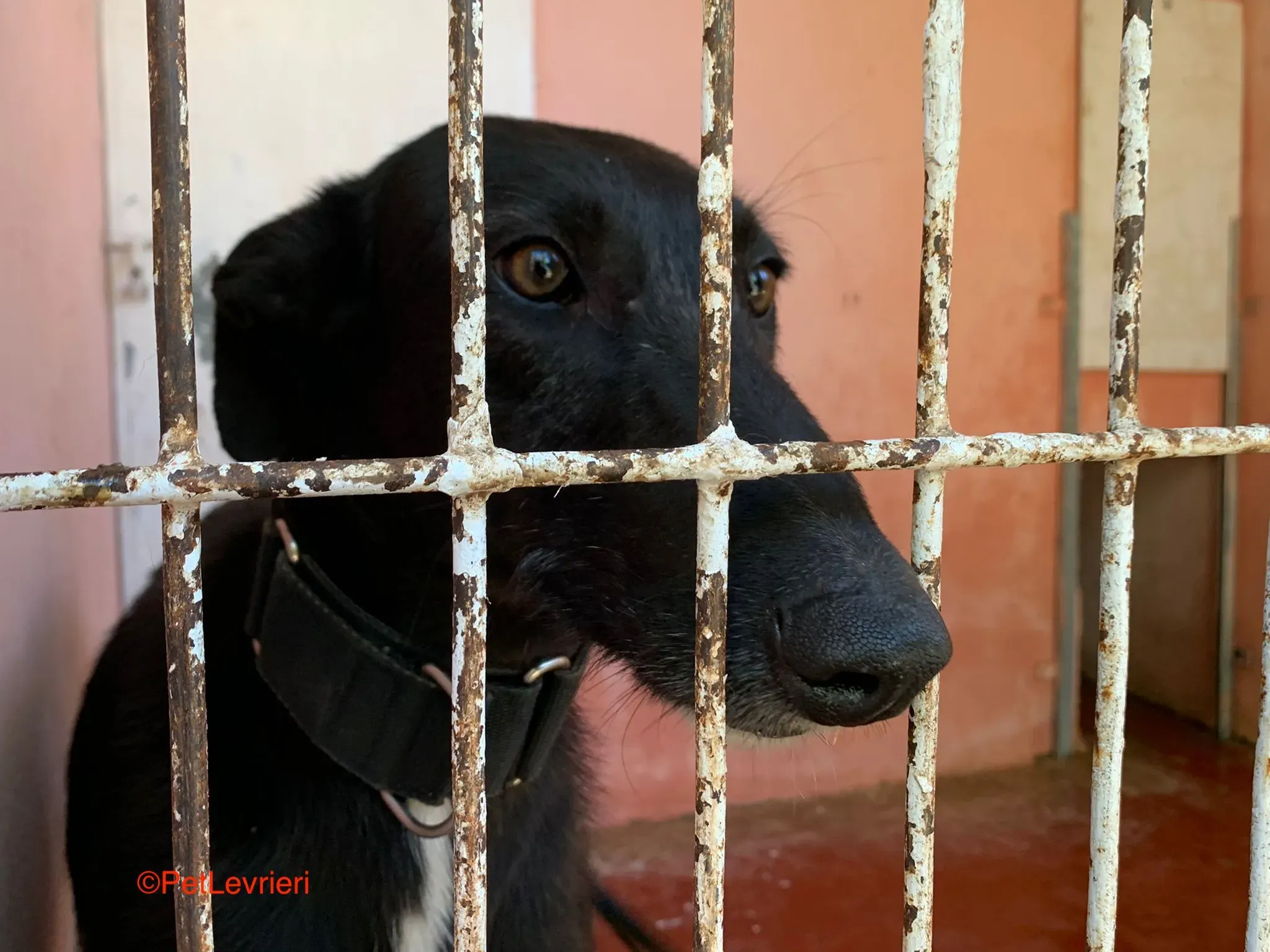 Fulgencio adozione levrieri 5